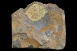 Paleocene Fossil Leaf - North Dakota #97948-1